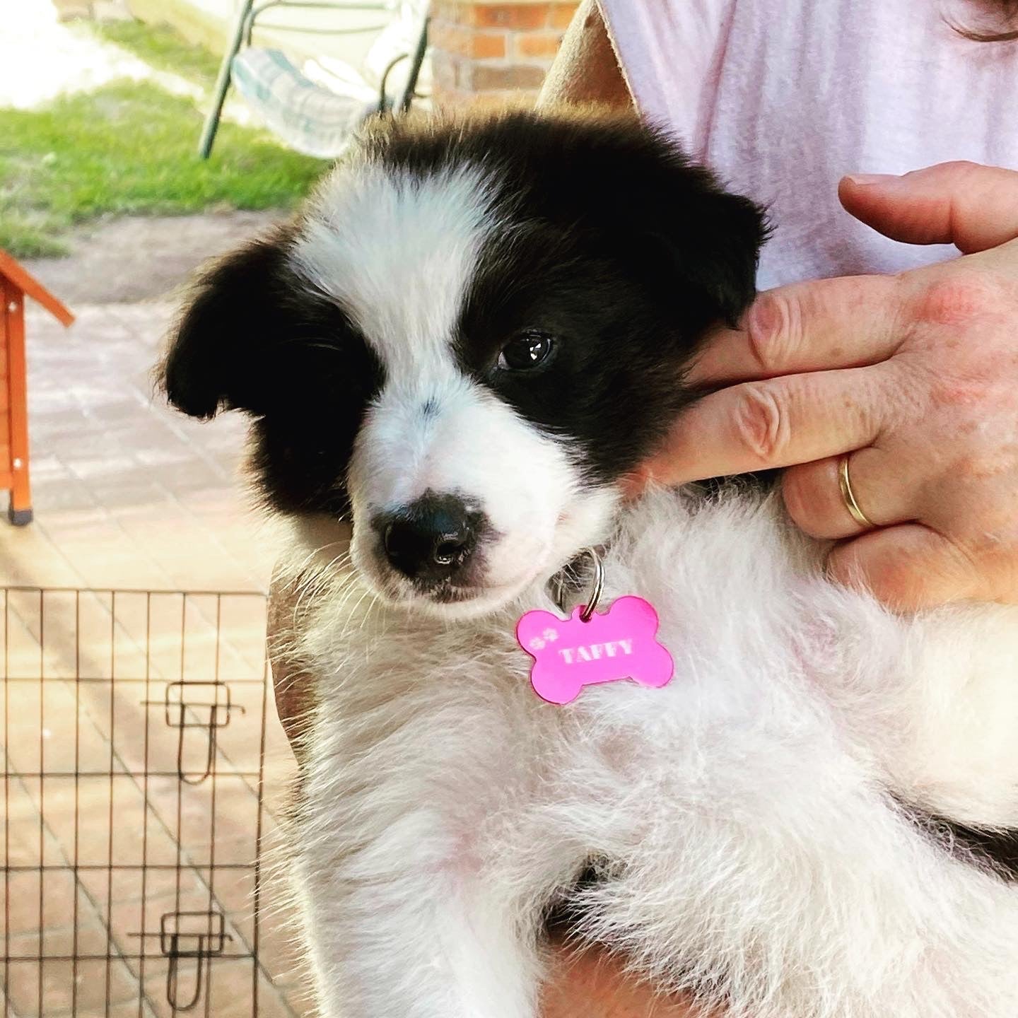 Personalised Pet tags bone shape large