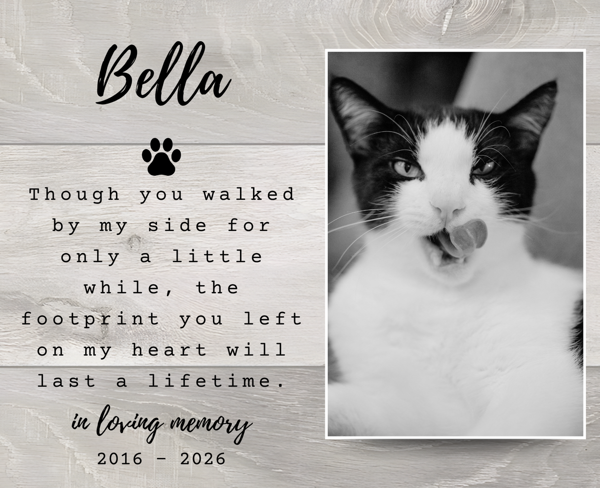 A memorial plaque design for a cat named Bella, featuring a black and white photo of a cat licking its lips on the right, and a sentimental text message on a light wood-plank background on the left.