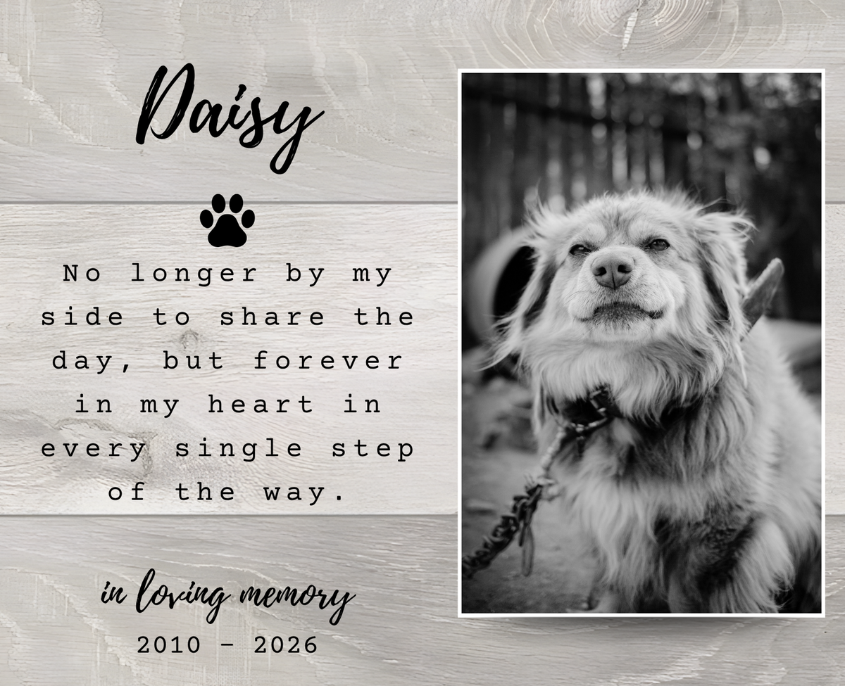 A memorial-style graphic with a black-and-white photo of a fluffy dog on the right and a light wood-textured left panel containing the name 'Daisy,' a paw print, a remembrance quote, and the dates '2010 - 2026.'.